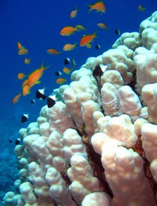 914765-coral-reef